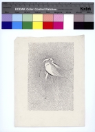 Drawing of a bird