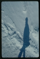 Snowy shadow