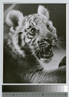 Student activities, portrait of Spirit, the Rochester Institute of Technology tiger mascot, 1963