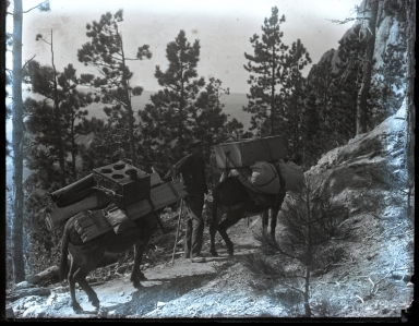 Pack horses carrying lumber and supplies uphill