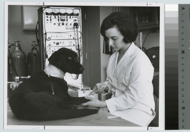 Academics, Biology, female biomedical technician giving an injection to a dog.