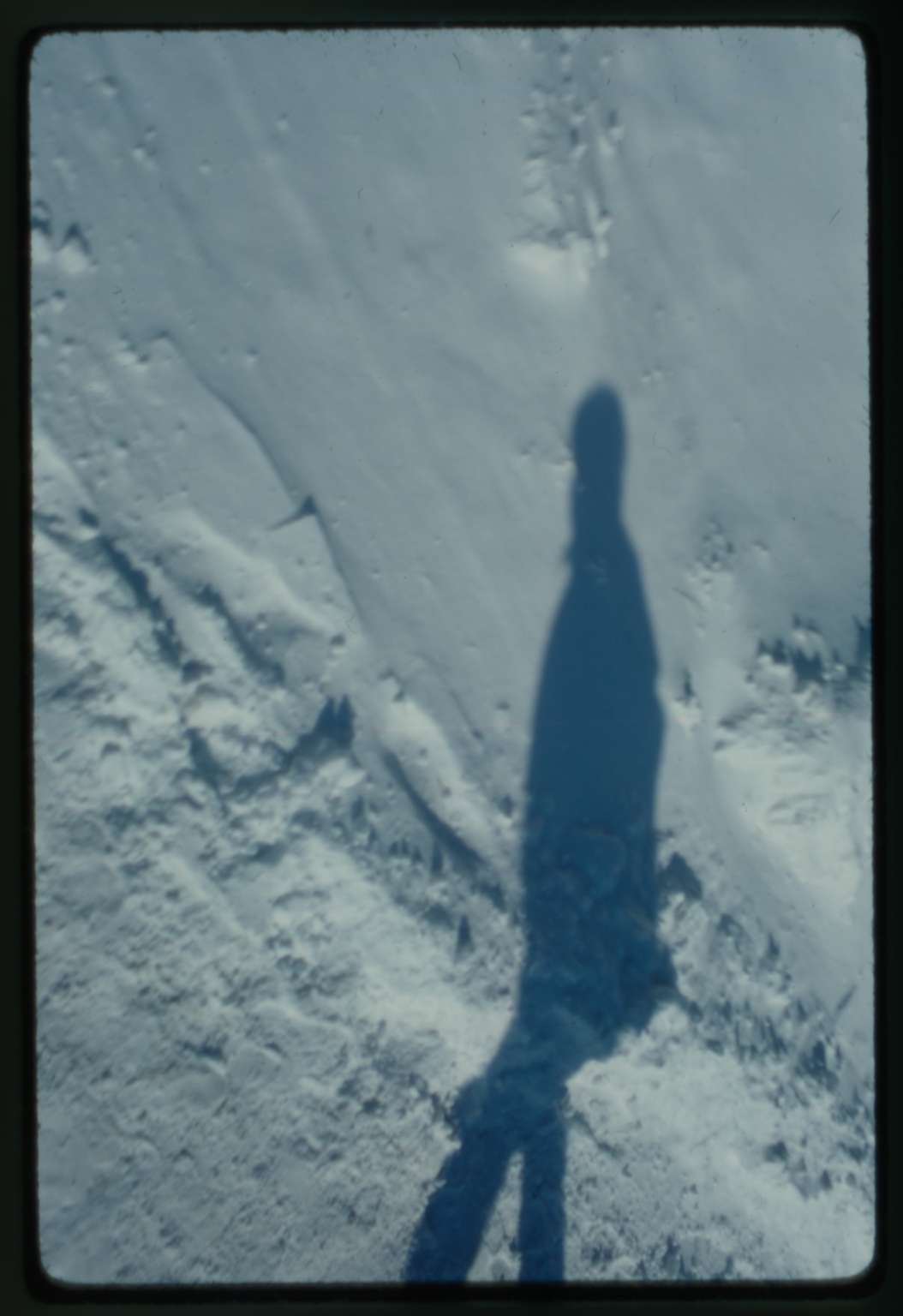 Snowy shadow